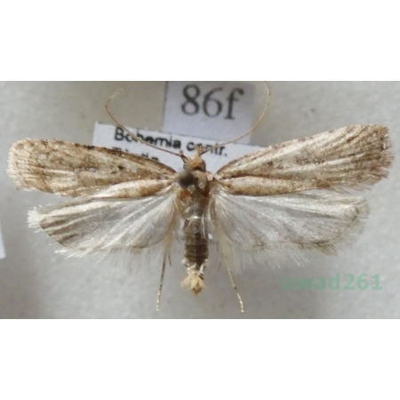 Agonopterix heracliana (Linnaeus, 1758) Czech86f